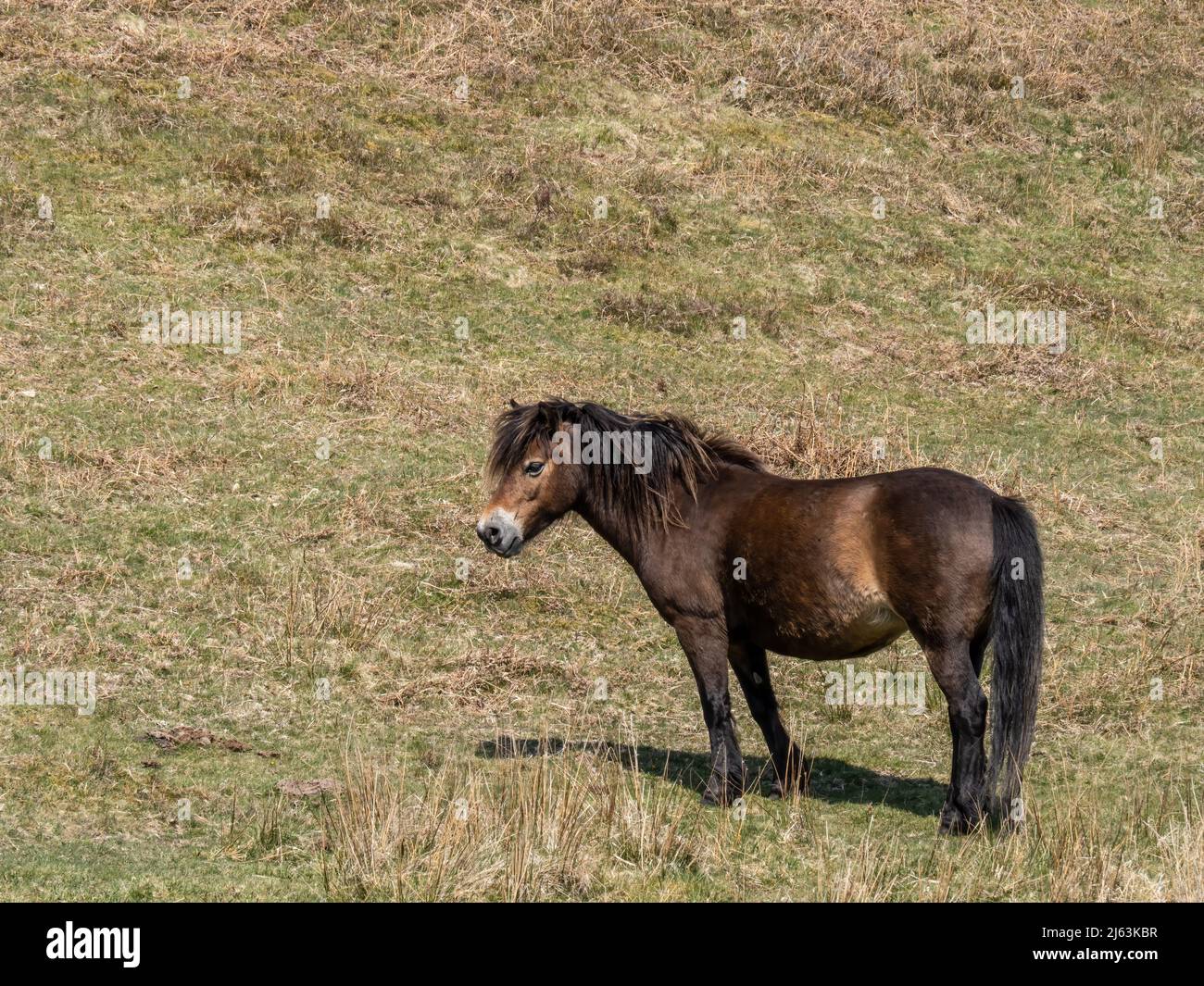 Exmoor pony in spring sunshine on Exmoor. Stock Photo