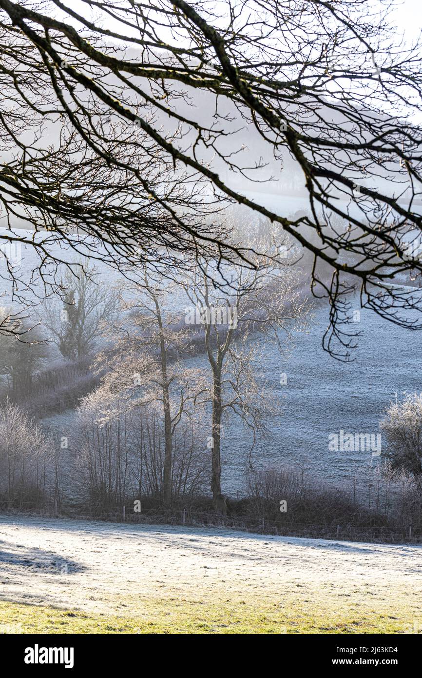Winter morning mist and frost near the Cotswold village of Cranham, Gloucestershire, England UK Stock Photo