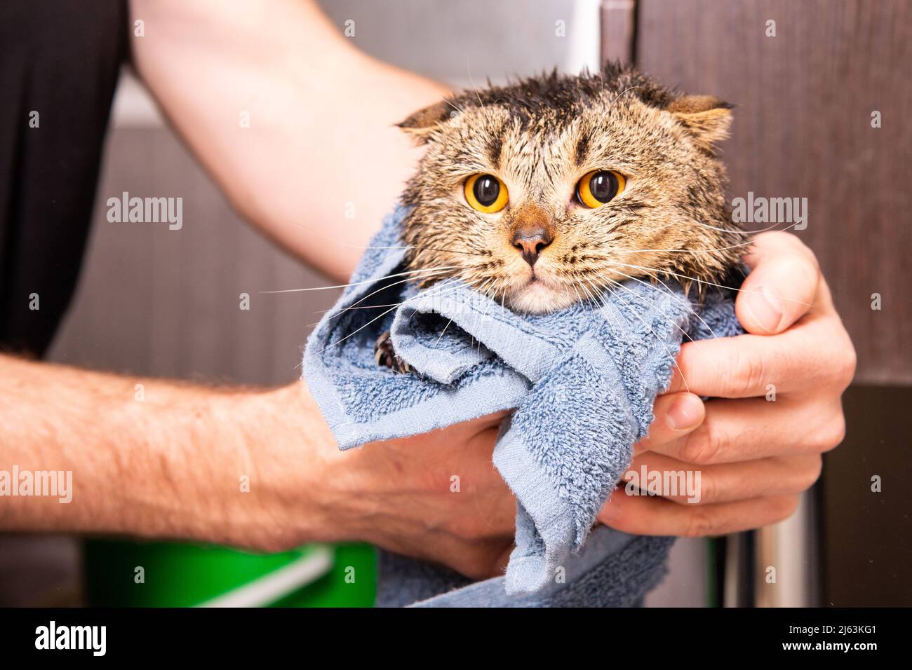 Scottish Fold Cat In A Towel Wet Cat After Bathing In A Blue Towel Scottish Fold Cat In A Towel Wet Cat After Bathing In A Blue Towel