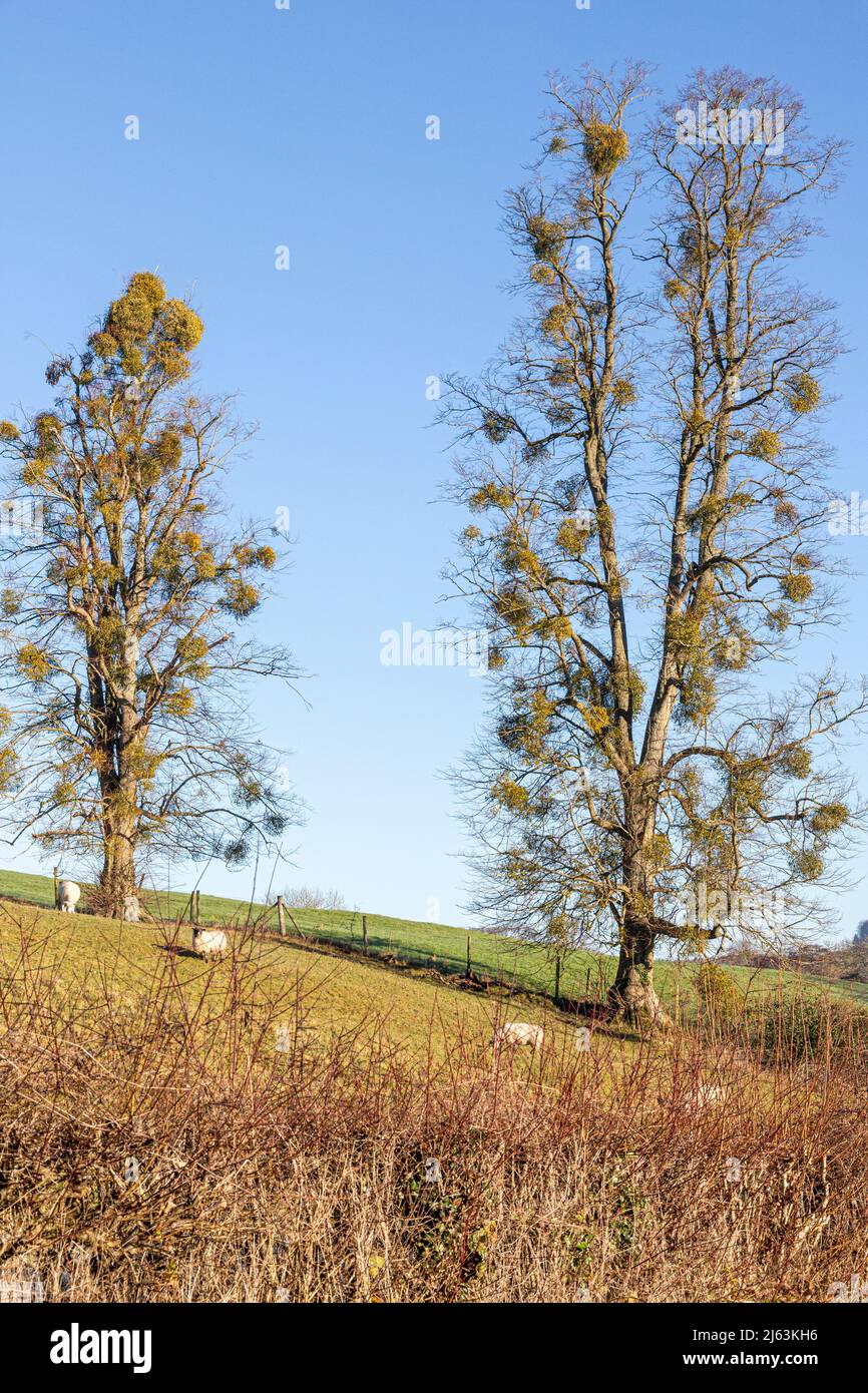Lime trees hung with mistletoe near the Cotswold village of Painswick, Gloucestershire, England UK Stock Photo
