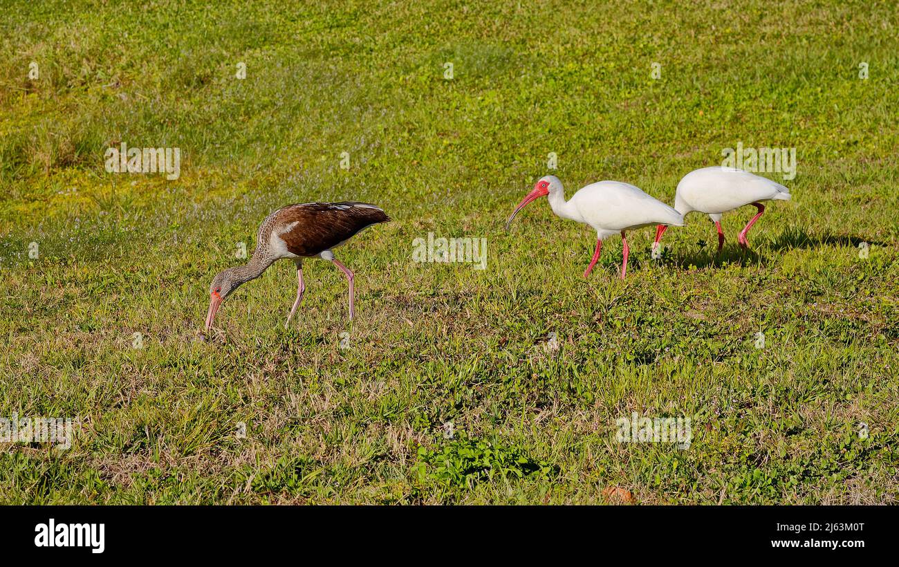 White Ibis; walking on grass, 2 mature, 1 immature, animals; backyard birds; wildlife, bright curved beaks, red legs, Eudocimus albus, Florida, FL, wi Stock Photo