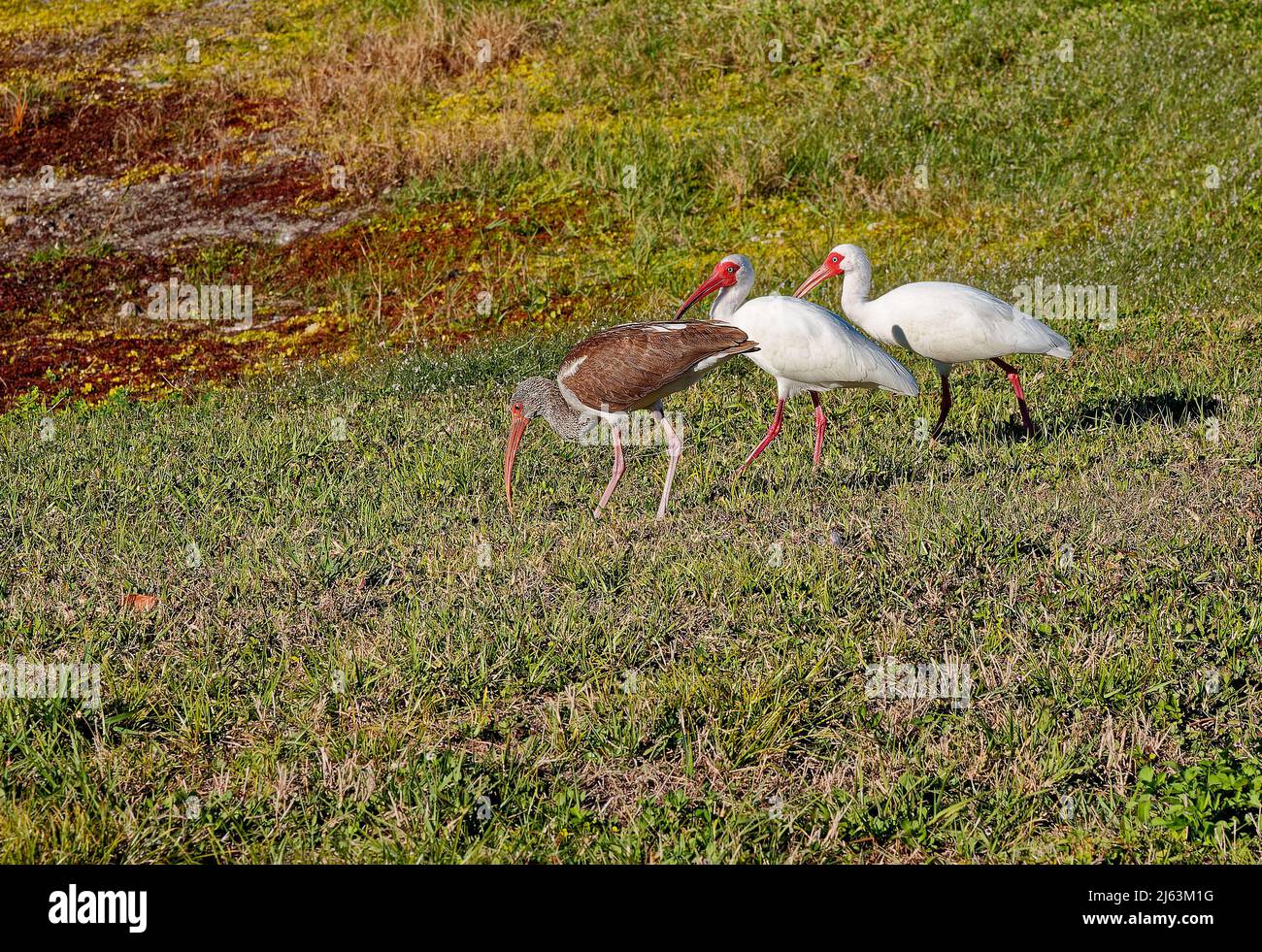 White Ibis; walking on grass, 2 mature, 1 immature, animals; backyard birds; wildlife, bright curved beaks, red legs, Eudocimus albus, FL, Florida, wi Stock Photo