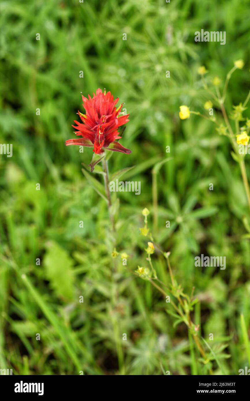 Indian Paintbrush Castilleja linariifolia wild flowers, growing in the mountains of central Idaho. Stock Photo