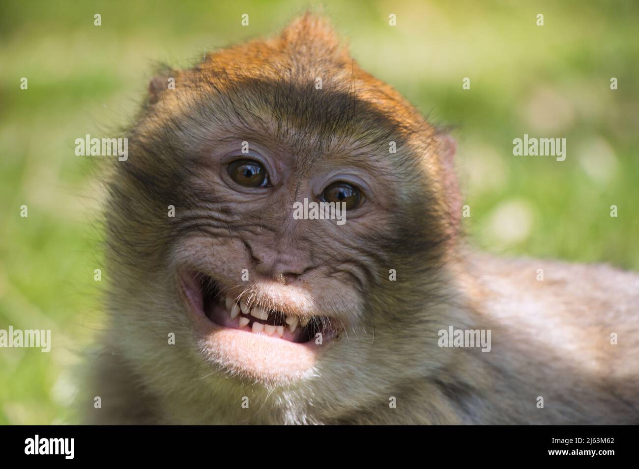 Barbary Macaque Smile