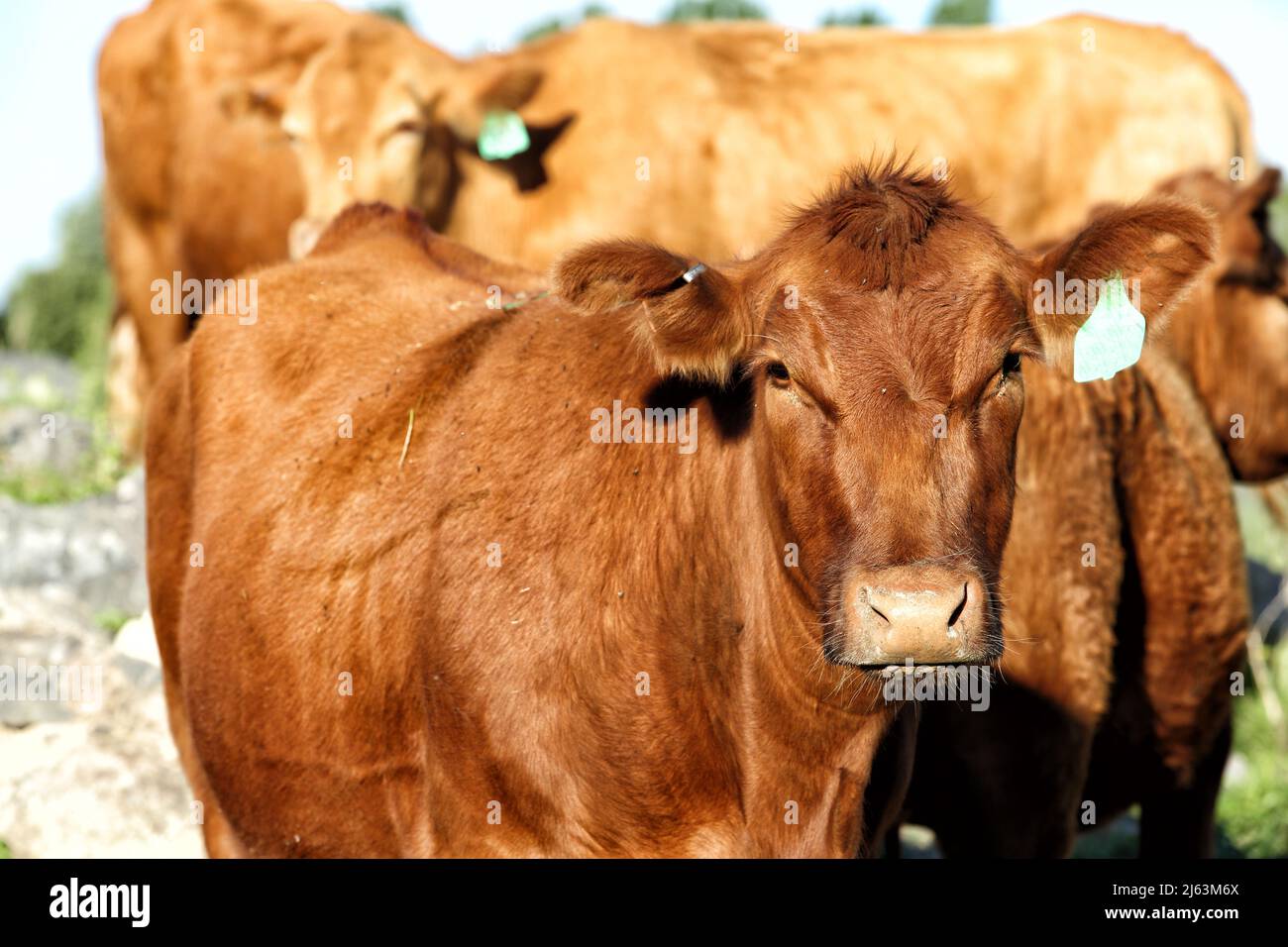 Branded and tagged cattle in a pasture on an Idaho Farm. Stock Photo