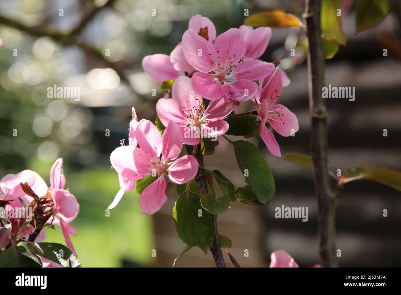 Pink flowering appletree as a close up against a blurred background Stock Photo