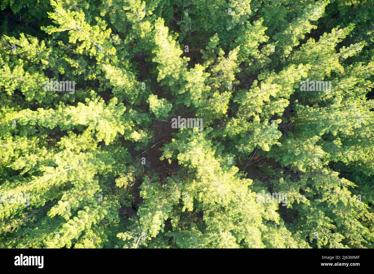 Drone field  of view of pine forest plantation forming patterns in nature and abstract backgrounds in Western Australia. Stock Photo