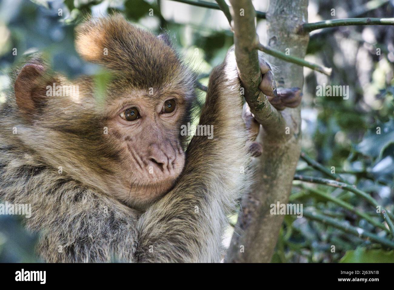Portraits of barbary macaque (Zoo Rheine, Germany) Stock Photo