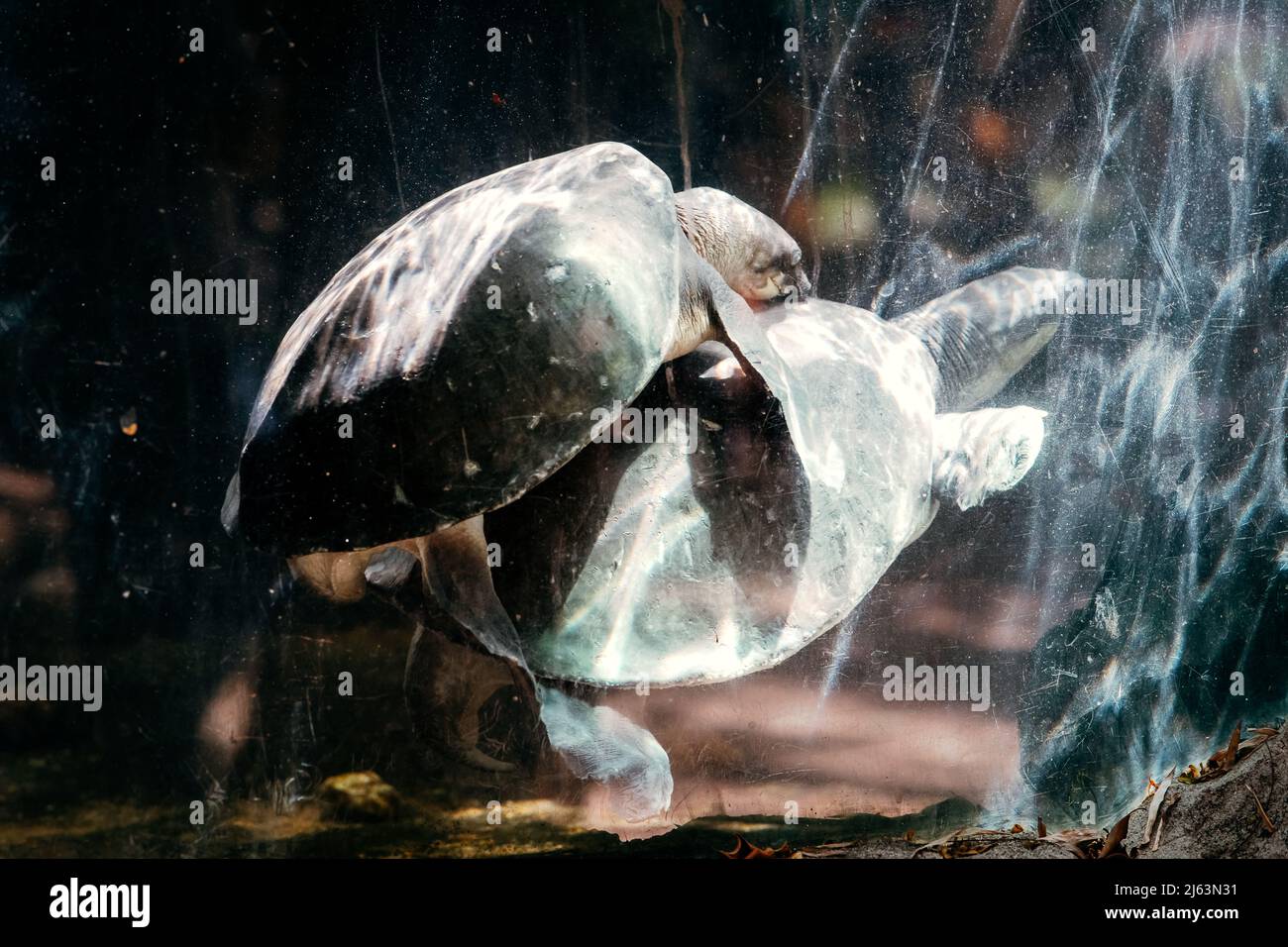 River terrapin or Labi - labi in Malay. Mating in an aquarium. Stock Photo