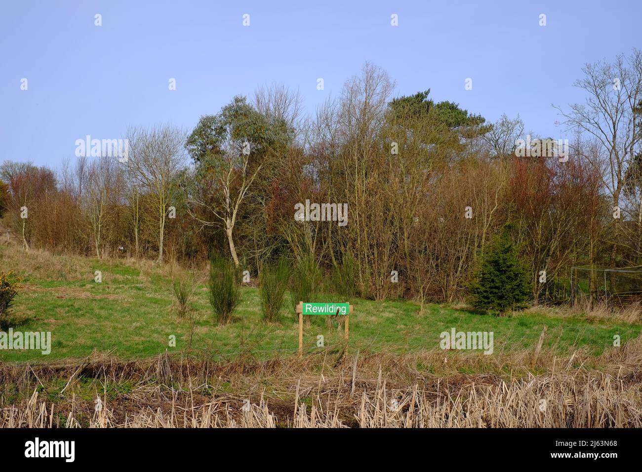 Land adjacent to the Grand Western Canal given over to rewilding. Sampford Peverell, Tiverton, Devon UK Stock Photo