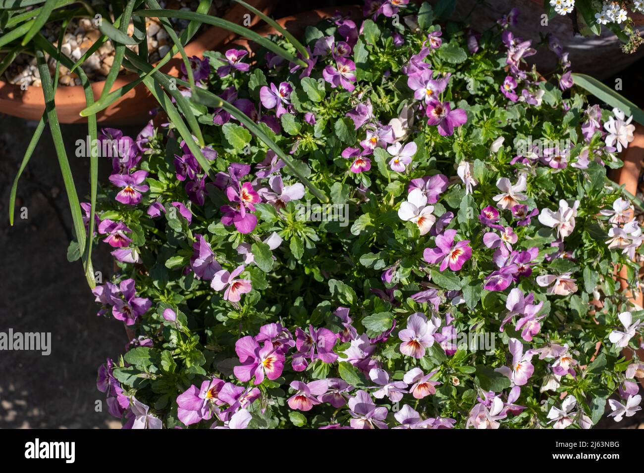 Flower pots filled to overflowing with colourful pink purple viola flowers. Photographed at RHS Wisley garden, near Woking in Surrey UK. Stock Photo