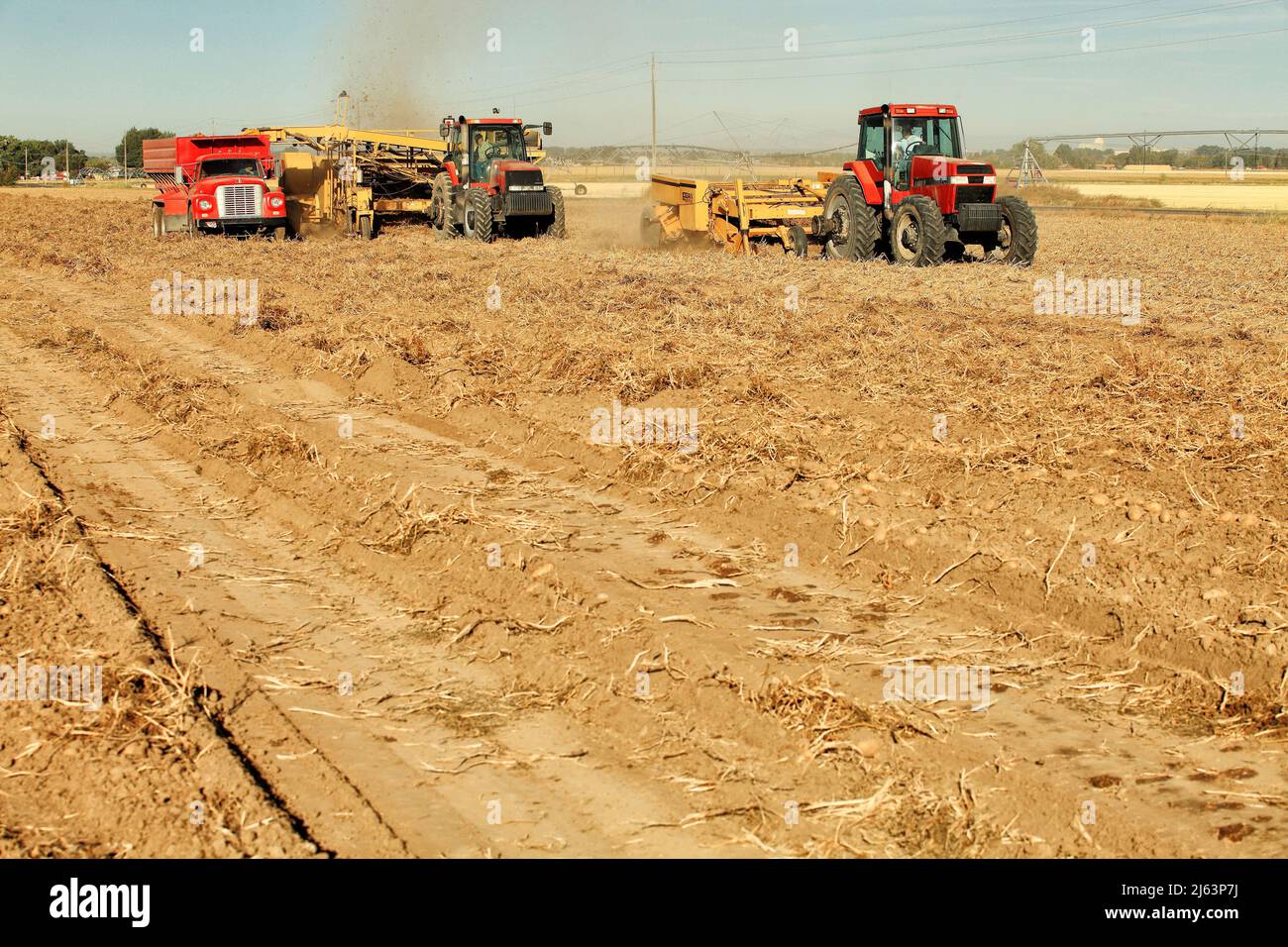 Idaho Falls, Idaho, USA 28 Sept 2011- Farmers and field hands use farm machinery in the field harvesting russett potatoes.  The potatoes are dug by a Stock Photo