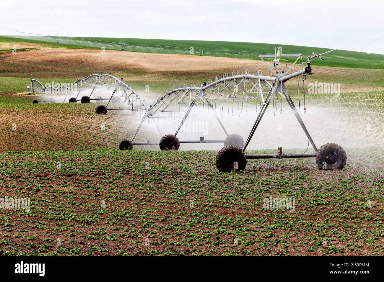 An early morning view of a center pivot sprinkler system in a farm field. Stock Photo