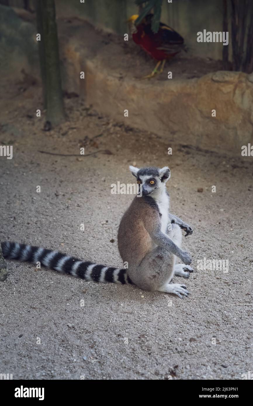 The ring-tailed lemur or Lemur catta on the ground. Stock Photo