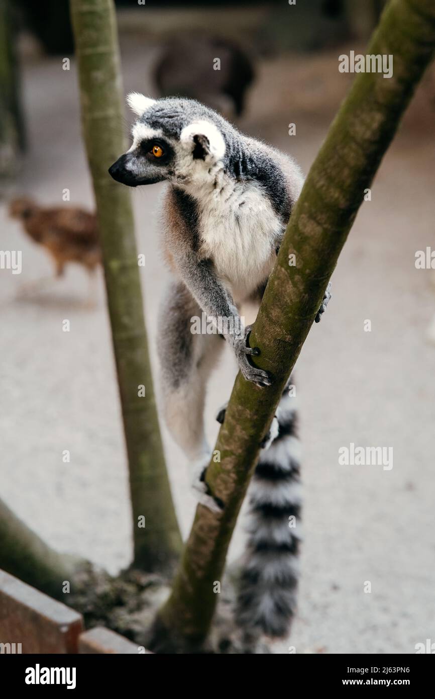 The ring-tailed lemur or Lemur catta on the tree. Stock Photo
