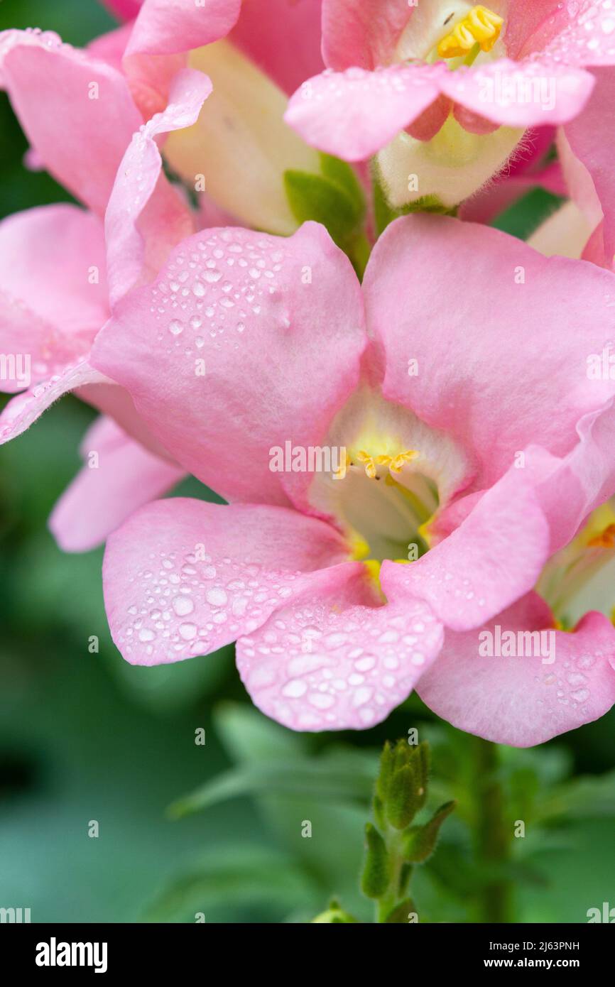 A closeup vertical photo of a pink Sherbet Toned Chantilly snapdragon flower (Antirrhinum majus) in a garden with water droplets on the petals. Stock Photo