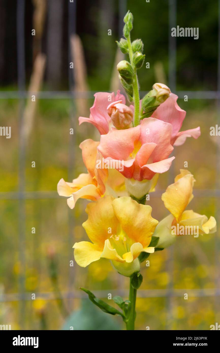 Multi-colored blooms in pastel shades of pink, orange, and yellow on a Sherbet Toned Chantilly Mix snapdragon flower (Antirrhinum majus) in a garden. Stock Photo