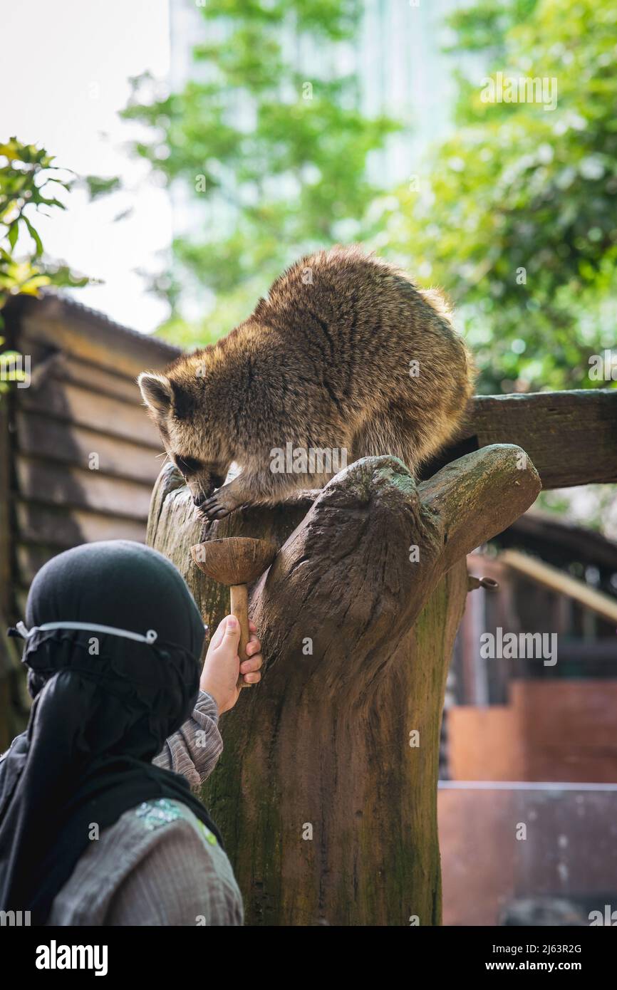 Feeding a raccoon sitting on the tree from the coconut shelf container. Girl wearing hijab from behind. Stock Photo