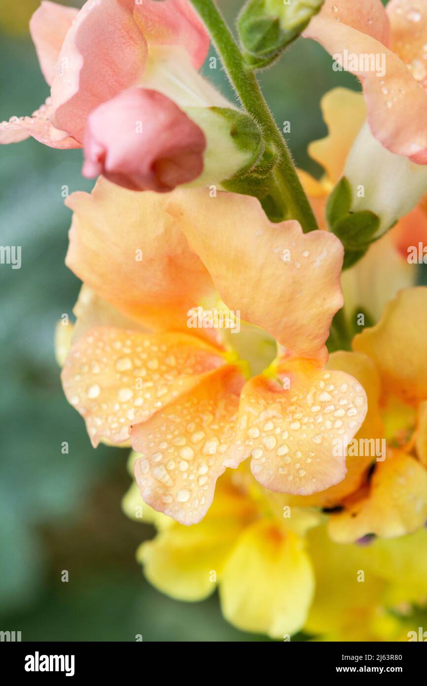 A closeup photo of a pale peach-colored Sherbet Toned Chantilly snapdragon (Antirrhinum majus) flower with water droplets on the petals. Stock Photo