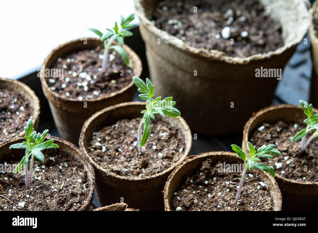 A flat of young tomato starts in peat pots on a sunny indoor windowsill in spring. Stock Photo