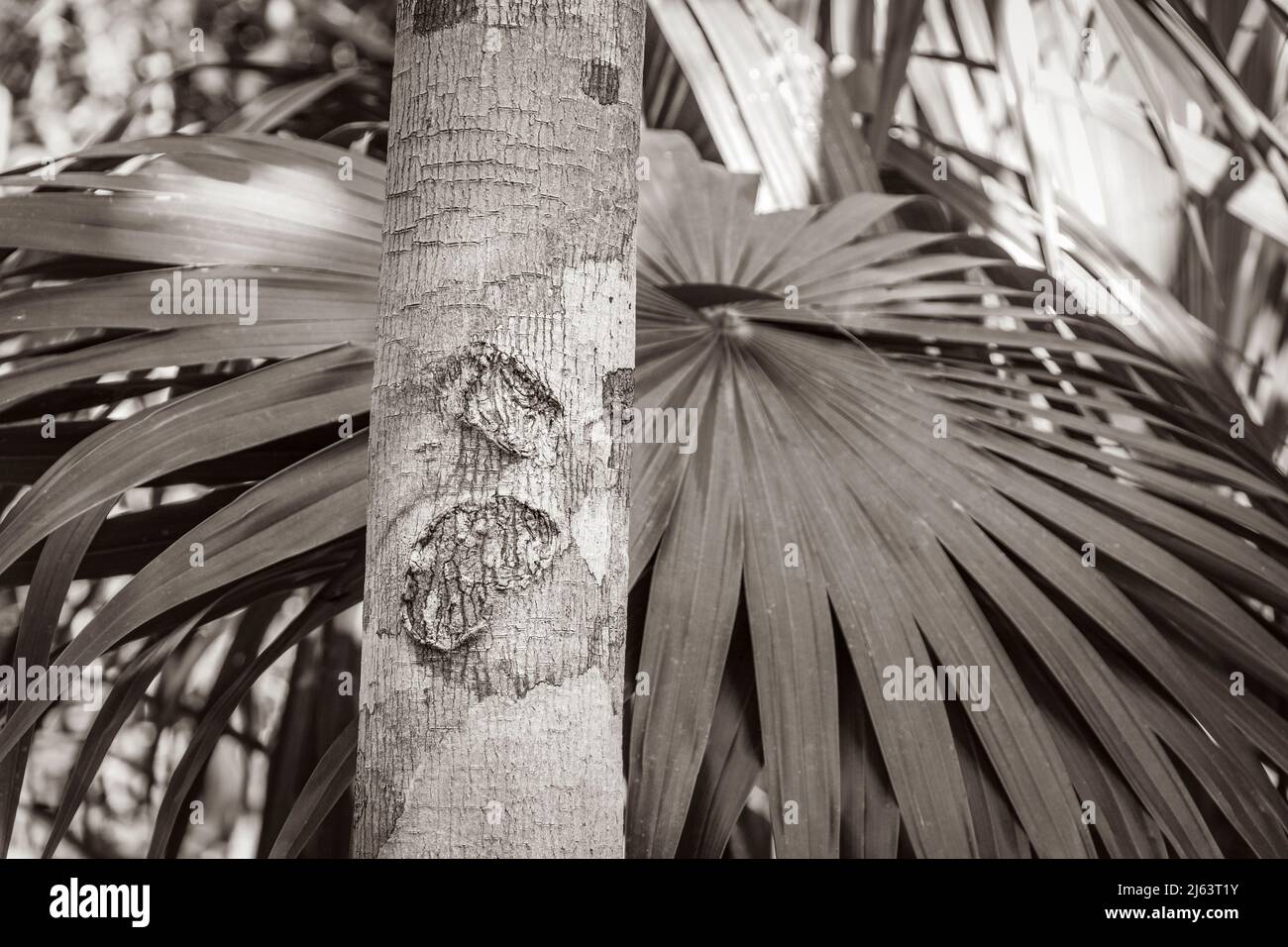 Black and white picture of the tropical tree bark texture with moss and