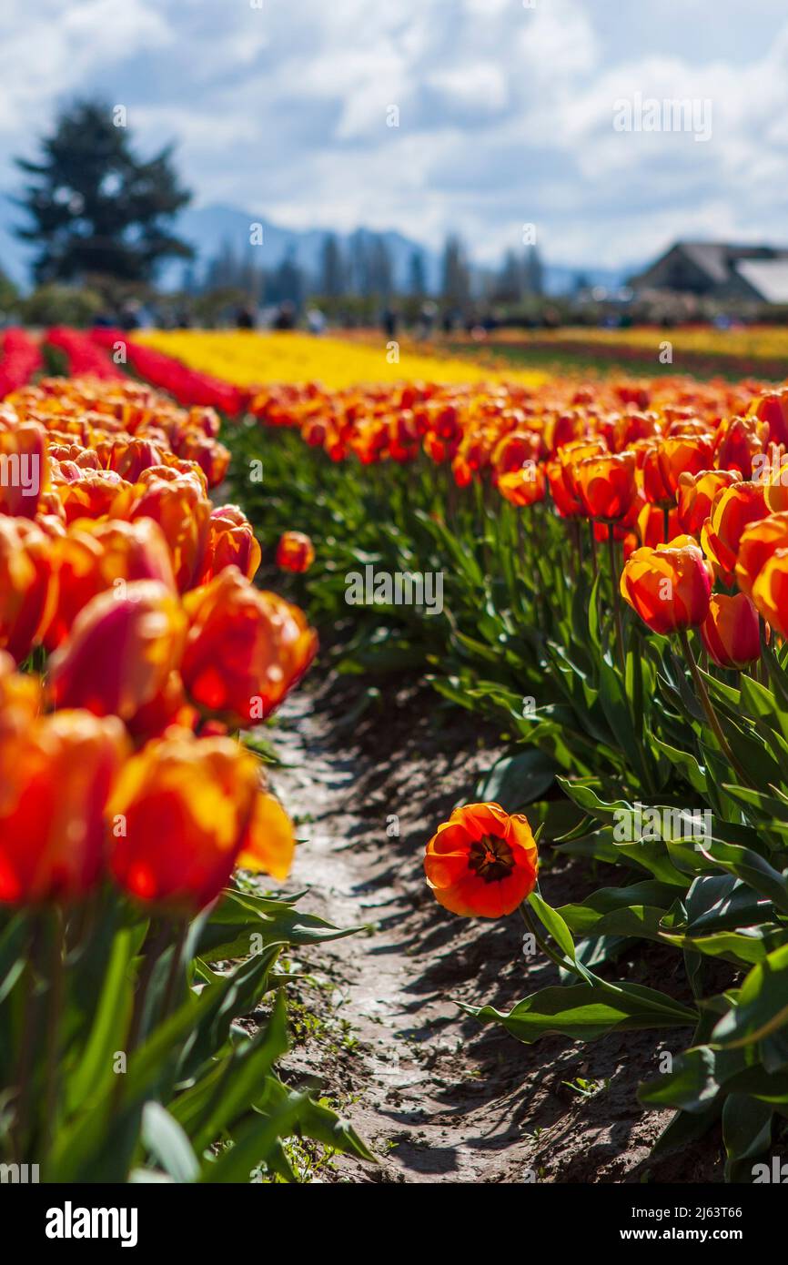 Rows of bright orange, yellow, and red tulips in full bloom with trees and mountains in the distance at a Skagit Valley, Washington (US), flower farm. Stock Photo