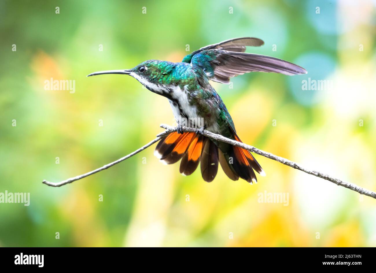 Pretty and colorful Black-throated Mango hummingbird, stretching in a garden in Trinidad and Tobago. Stock Photo