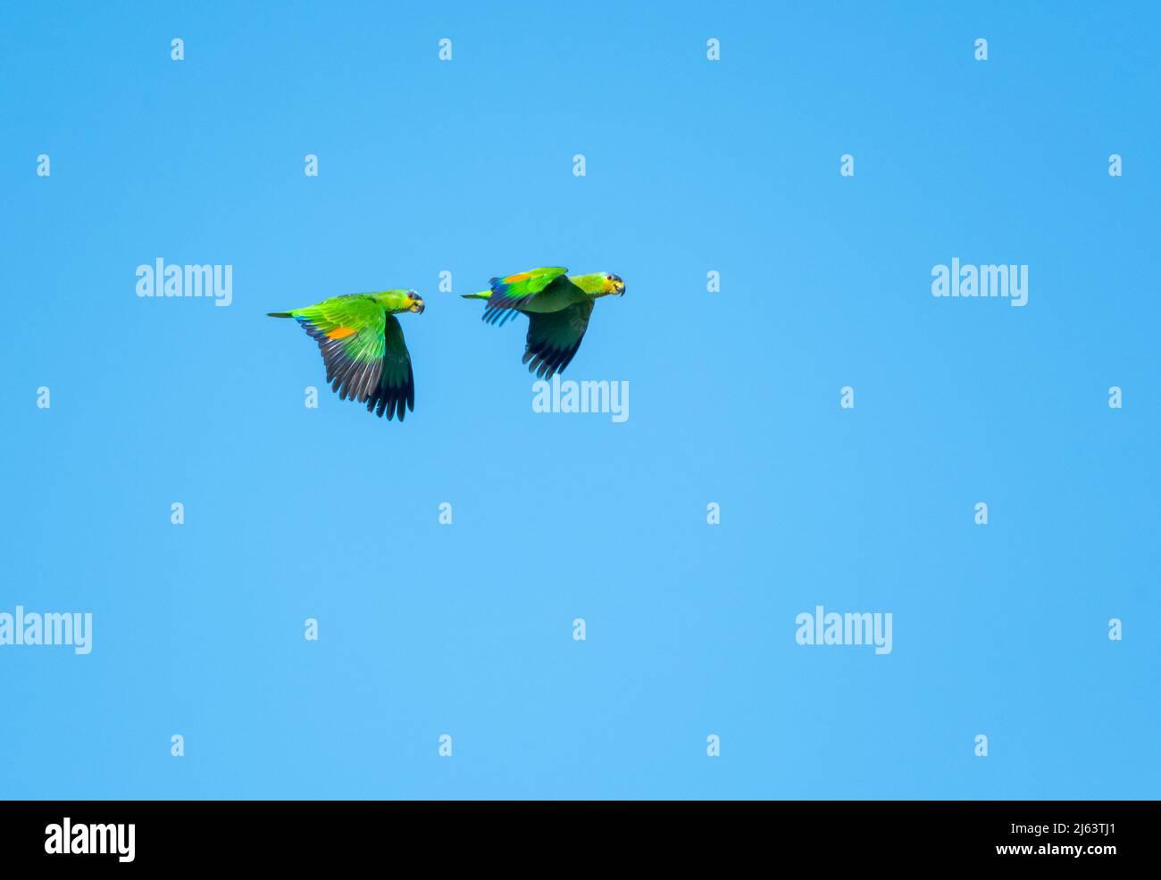 Pair of Orange-winged Amazon parrots, Amazona amazonica, flying in the clear blue sky, bright sunlight. Birds in wild. Stock Photo