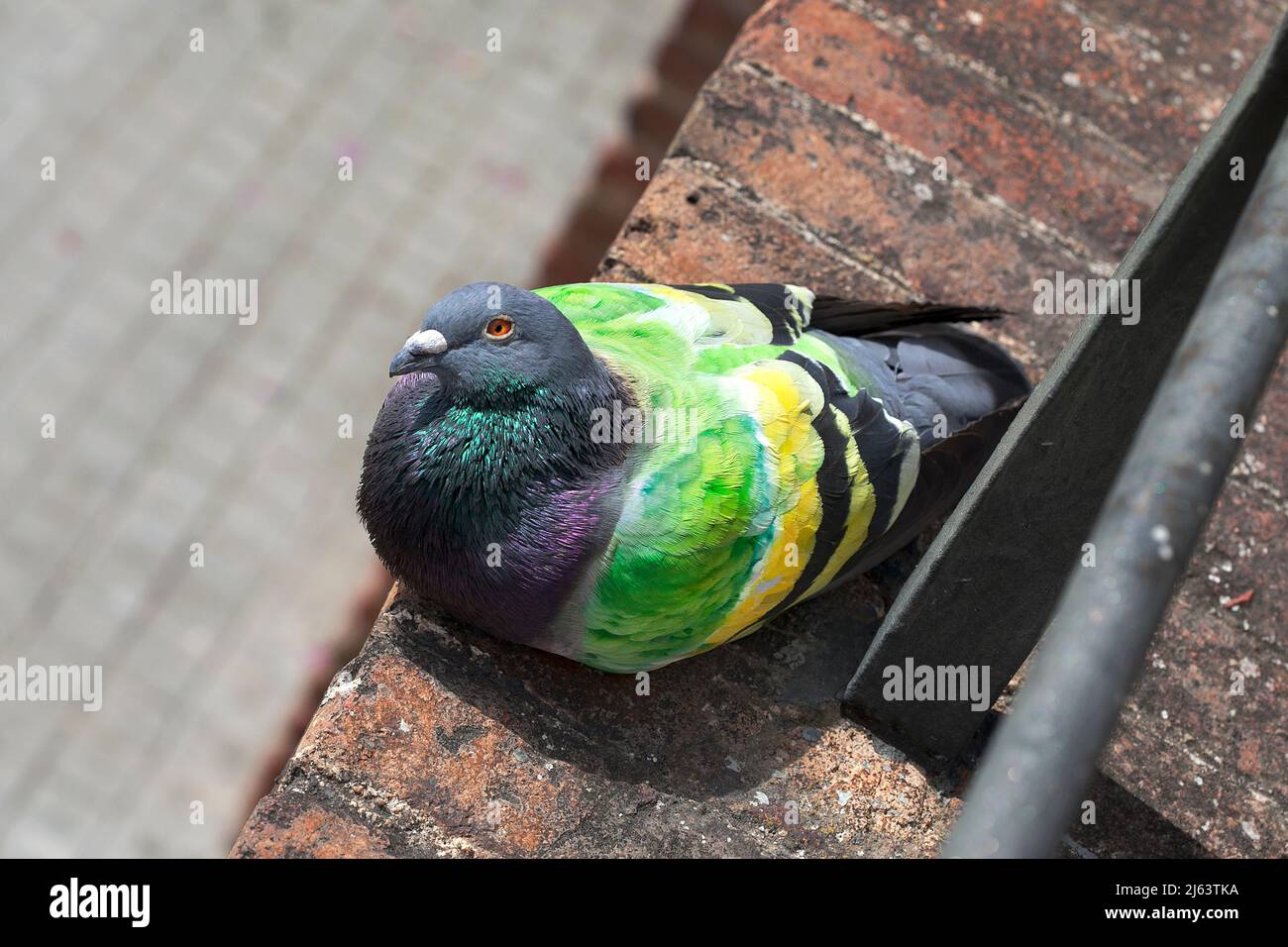 Messenger pigeon. Stock Photo