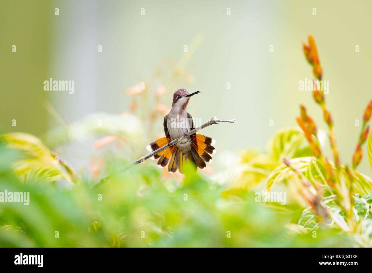 Picturesque, pastel colored photo, Ruby Topaz hummingbird, Chrysolampis mosquitus, chirping in a garden surrounded with flowers Stock Photo