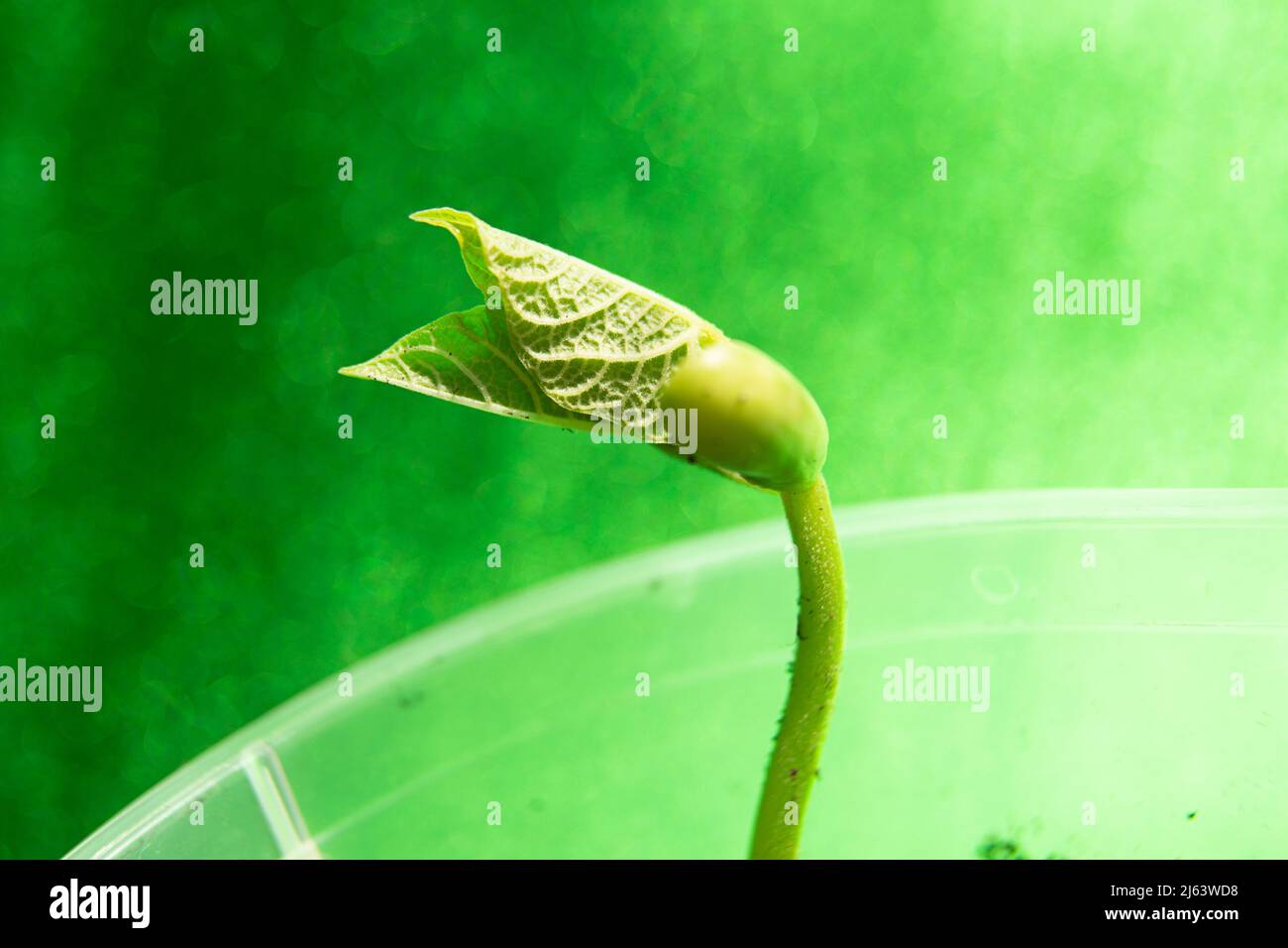 Macro photography of bean sprout,day 1 Stock Photo Alamy