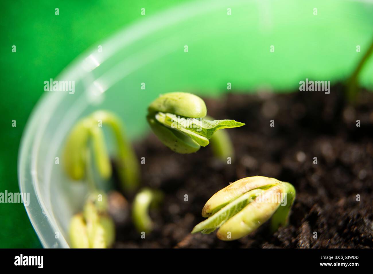 Macro photography of bean sprout,day 1 Stock Photo Alamy