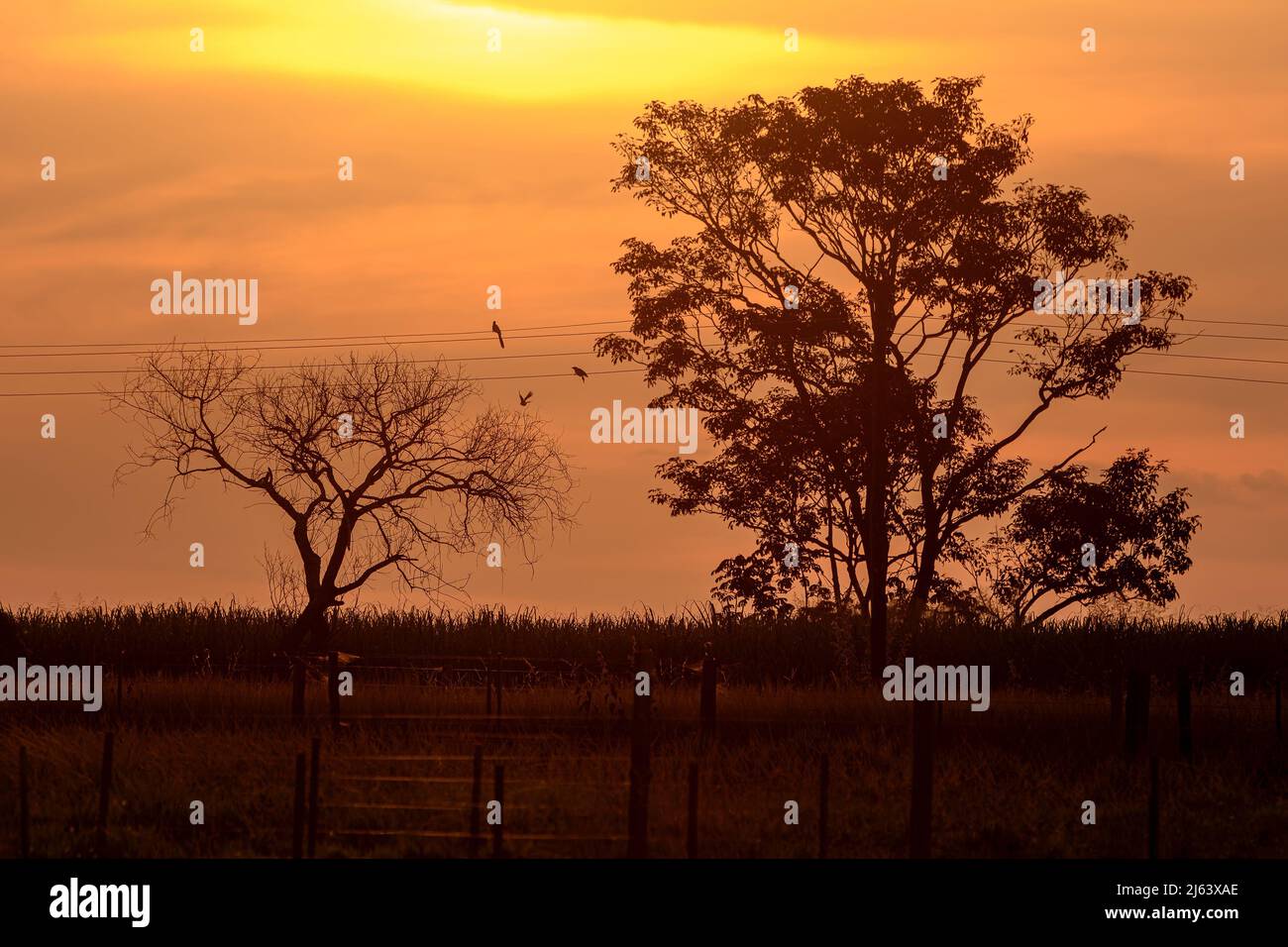 Beautiful silhouette of trees and pasture of a farm during the sunset at golden hour Stock Photo