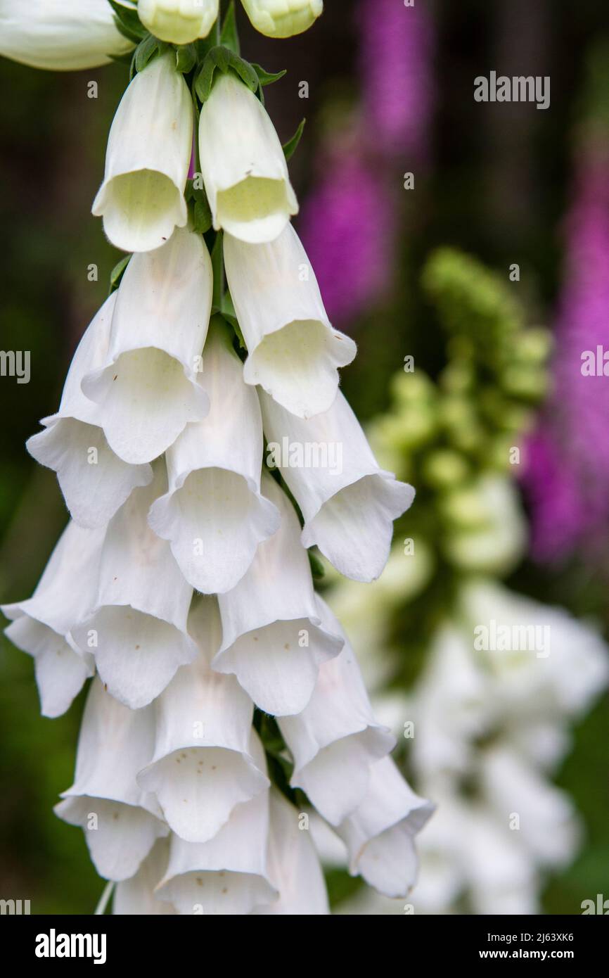 Closeup vertical photograph of white foxglove flowers (Digitalis) in bloom with a soft focus background. Stock Photo