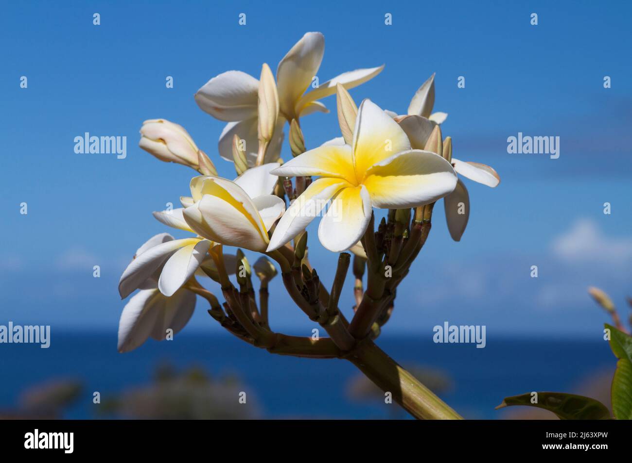 Closeup photograph of beautiful white and yellow plumeria flowers against a brilliant blue sky in Hawaii, USA, with the Pacific Ocean in background. Stock Photo