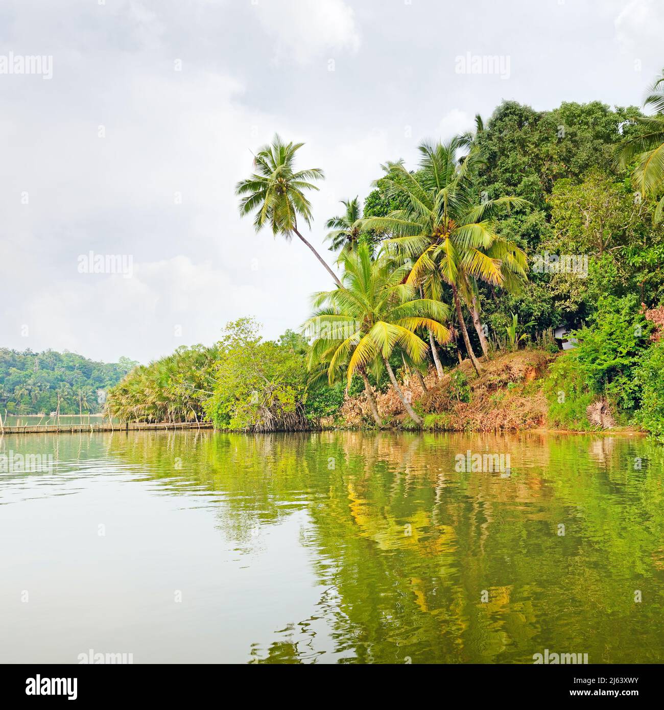 Jungle pond hi-res stock photography and images - Alamy