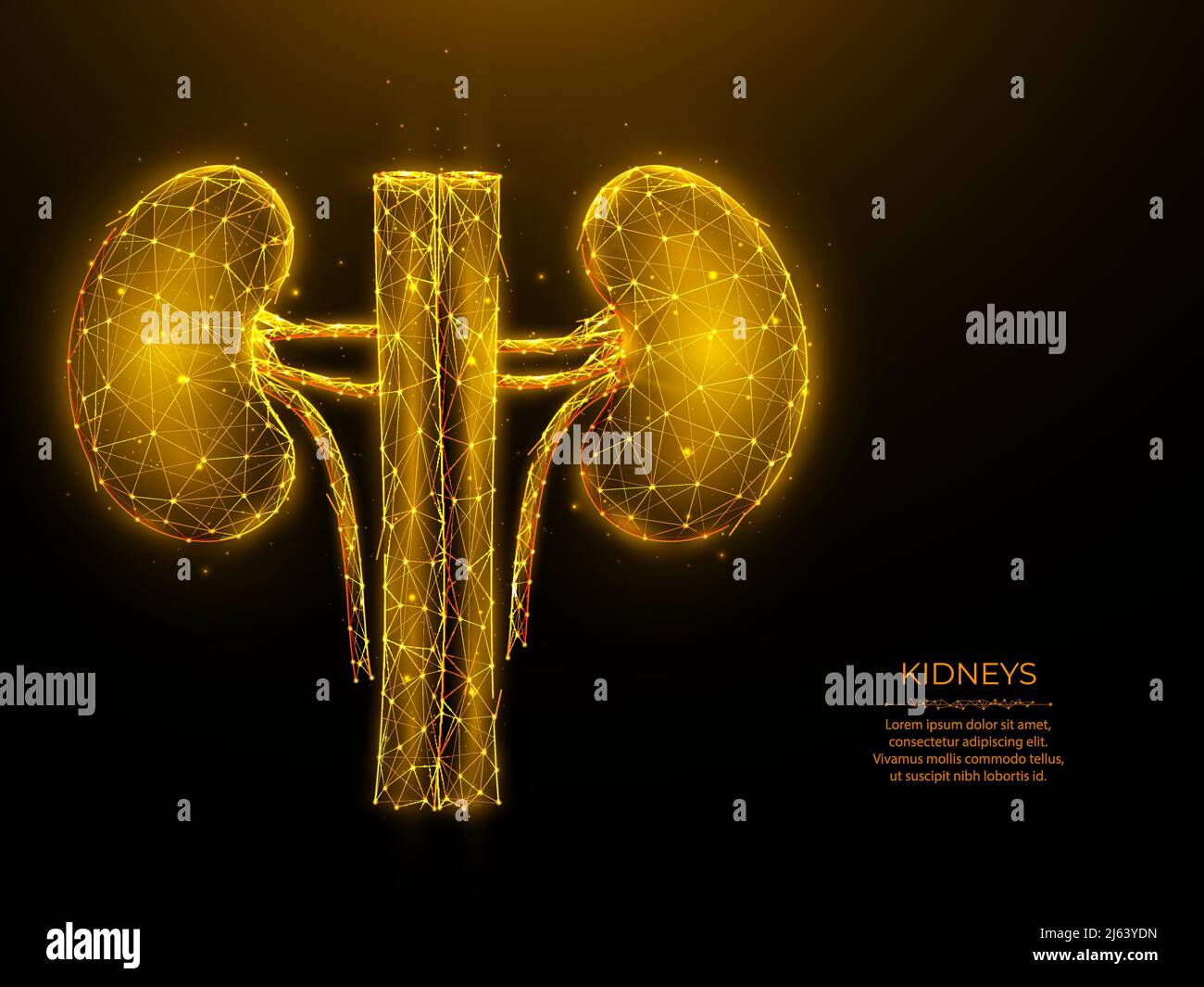 Polygonal vector illustration of human kidneys on a dark background ...