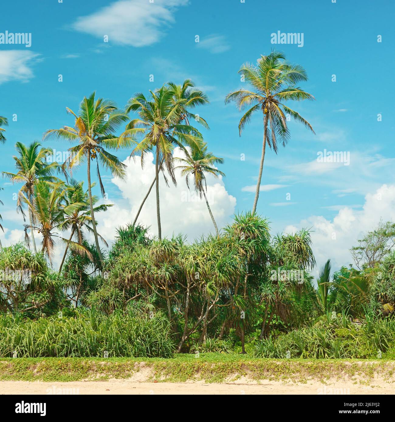 Coconut palms on the sandy shore Stock Photo Alamy