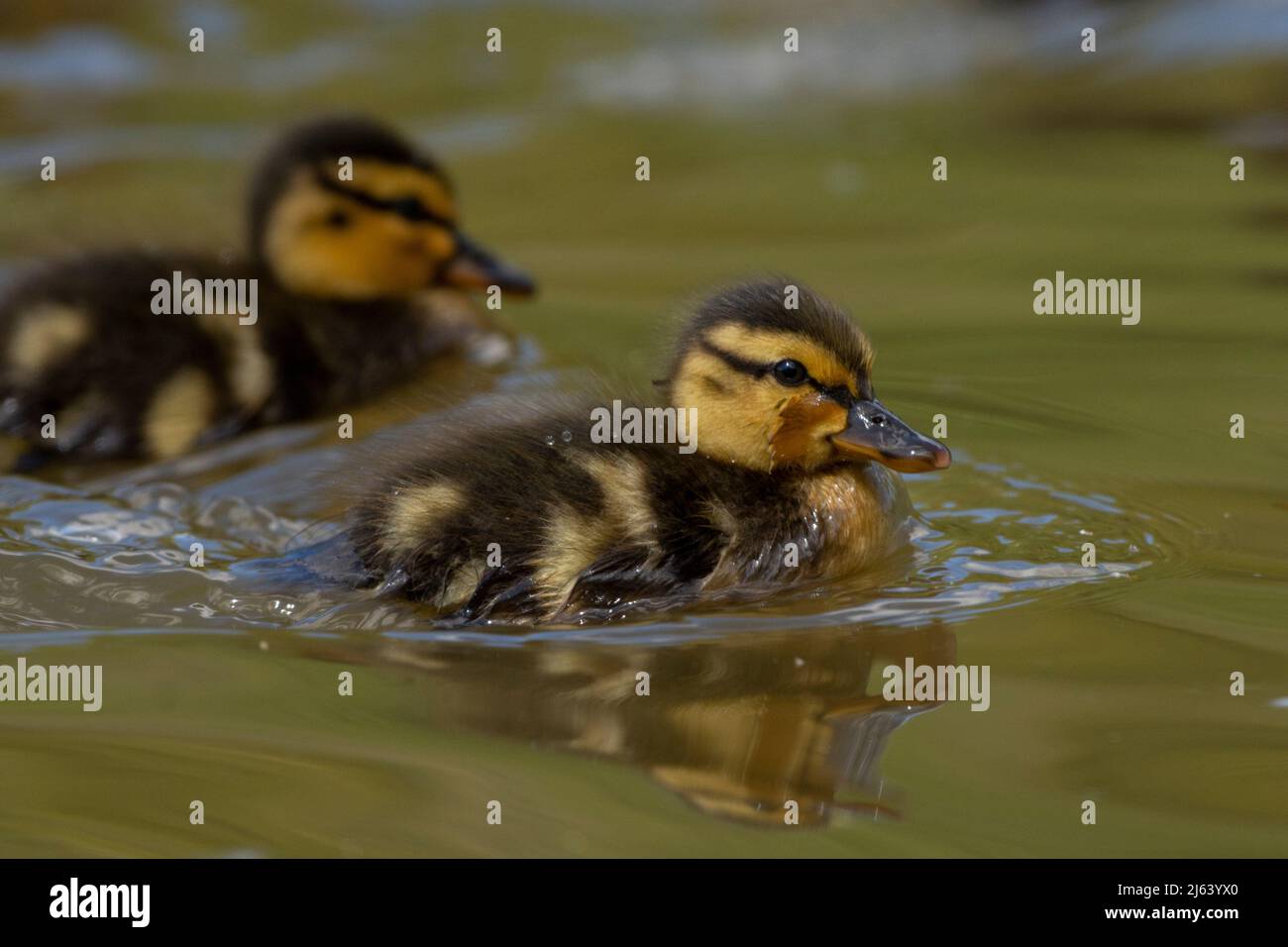 Dabbled Duckling / Duck - Rufina Stock Photo