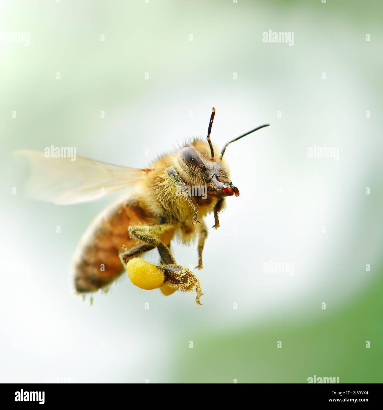 flying honey bee Stock Photo