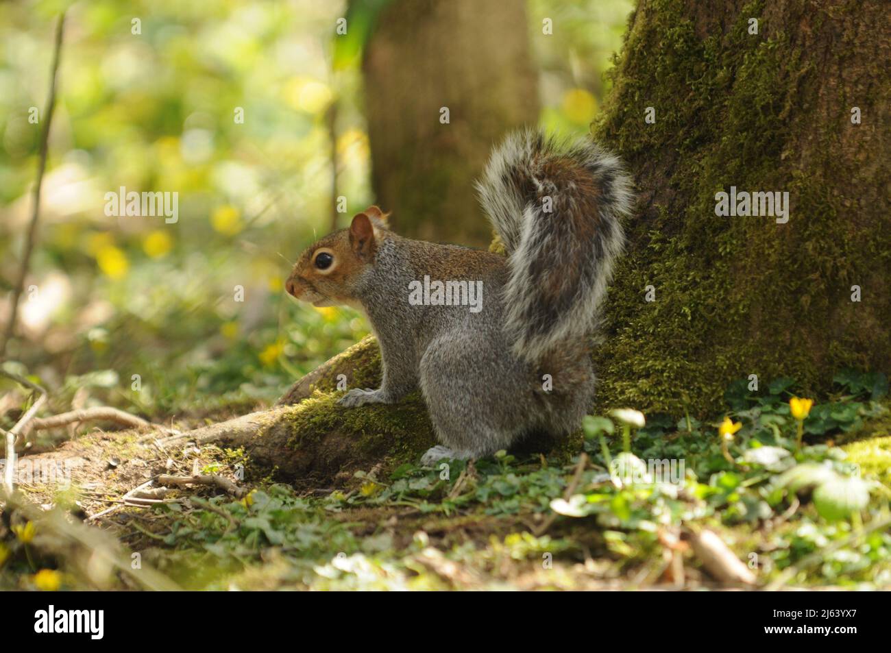 Grey Squirrel - Sciurus Carolinensis Stock Photo