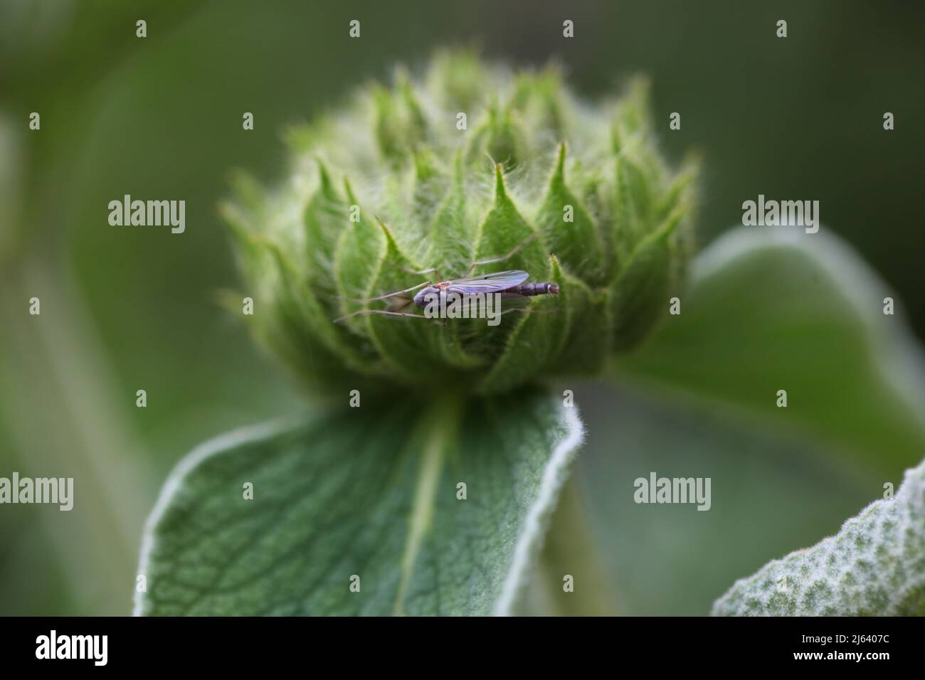 Winged Insect rests dormant in the Silvery-velvet foliage of a Jerusalem Sage Plant , Phlomis fruticosa . Stock Photo