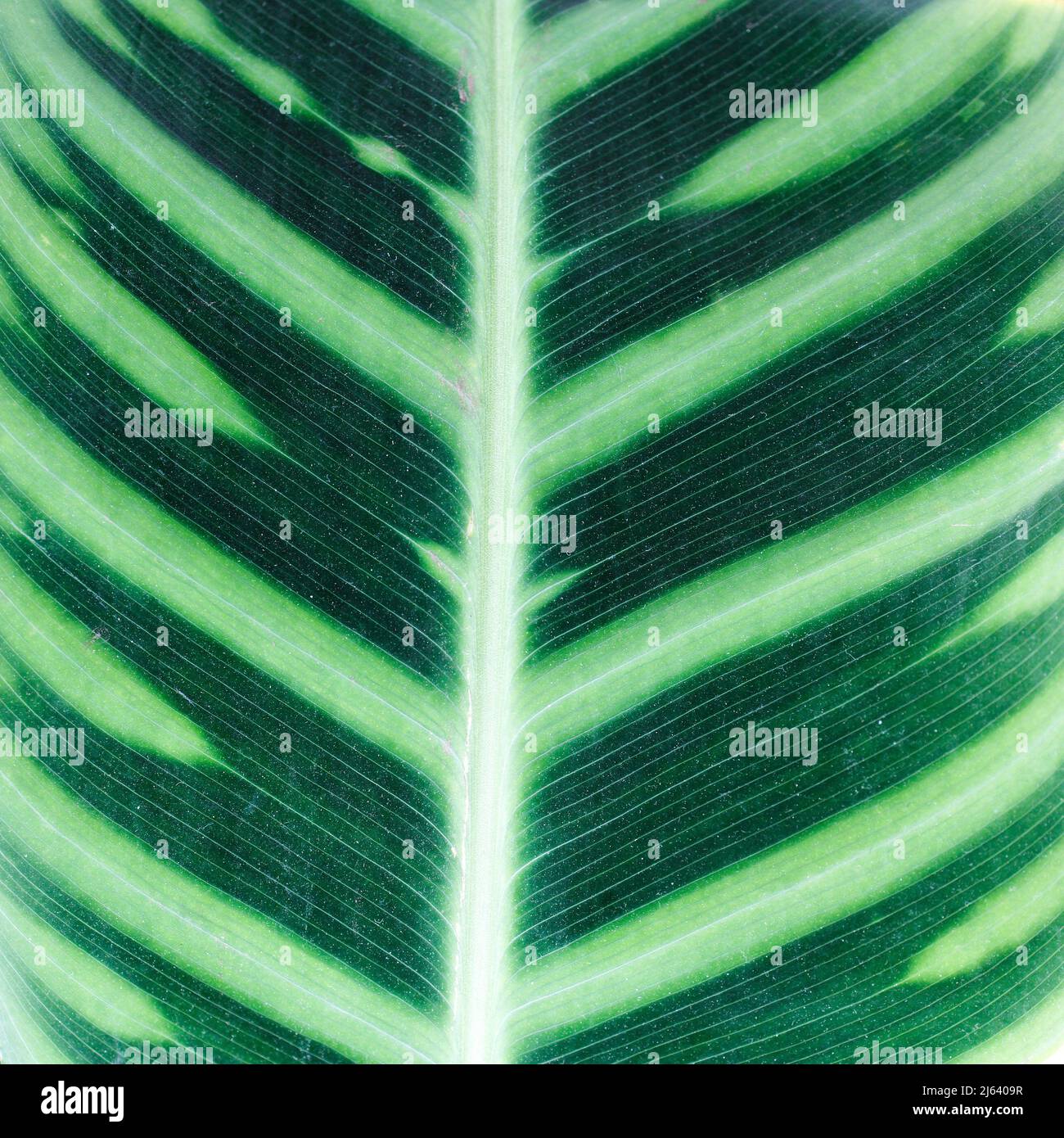 Calatheas leaf texture. square format. Botanical image Stock Photo