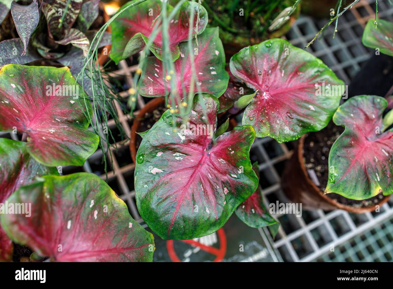 Caladium is a genus of flowering plants in the family Araceae. They are ...