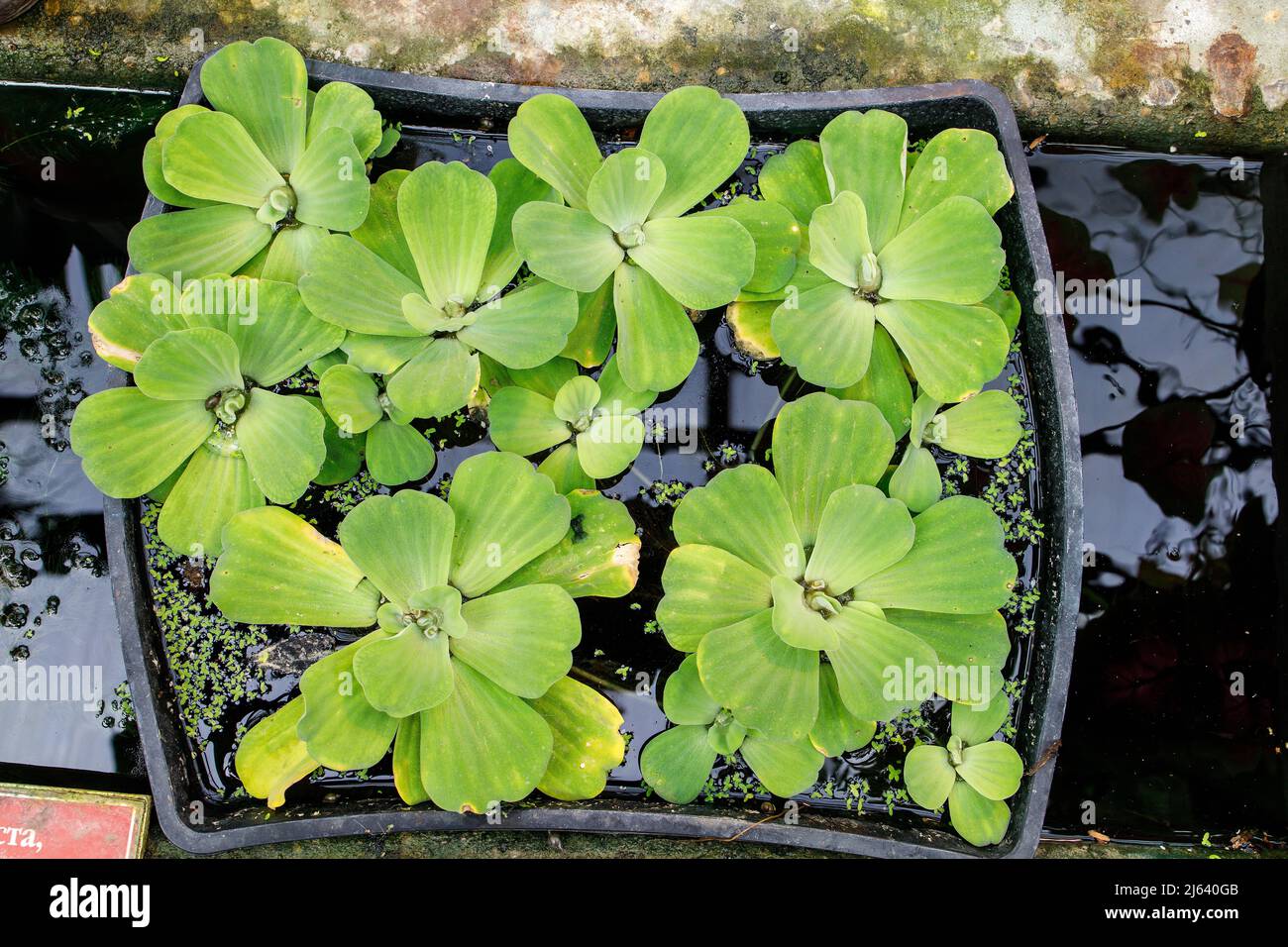 Pistia is a genus of aquatic plants in the arum family, Araceae. Stock Photo