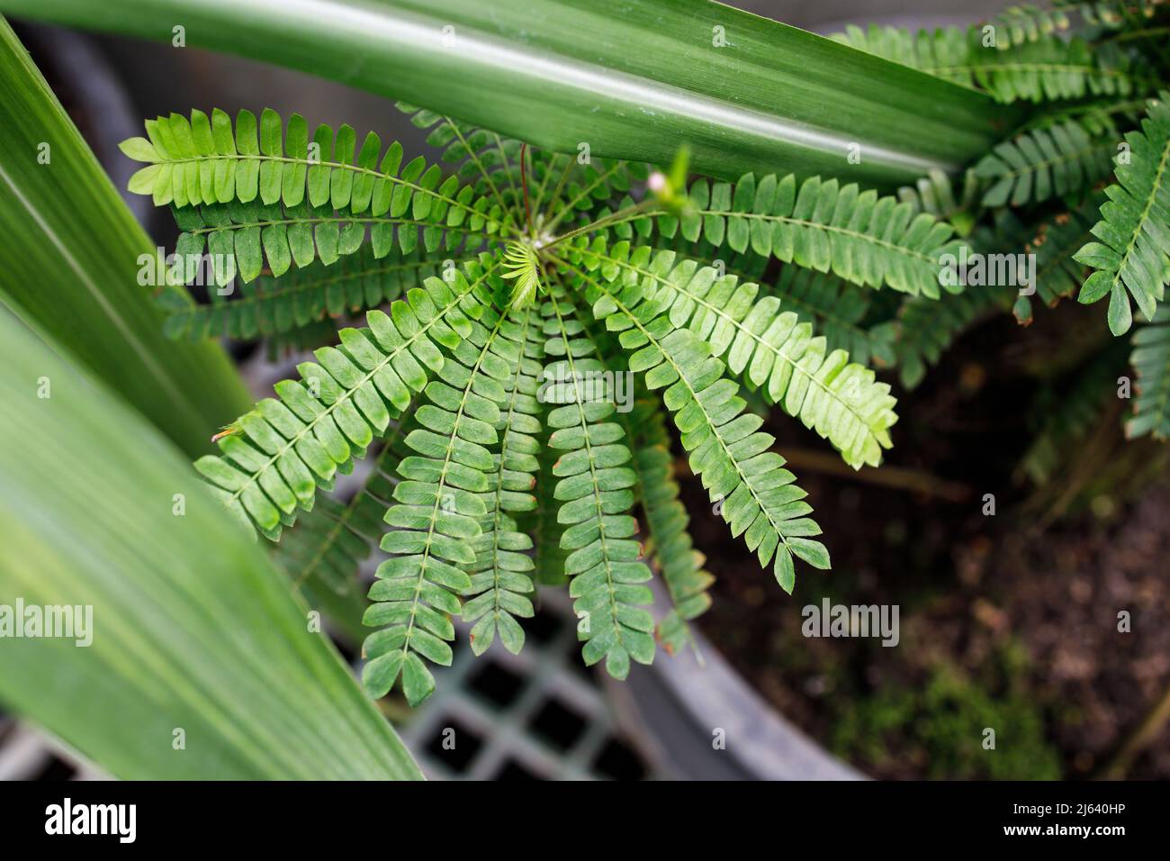 Angiopteris is a genus of huge evergreen ferns from the family Marattiaceae, Stock Photo