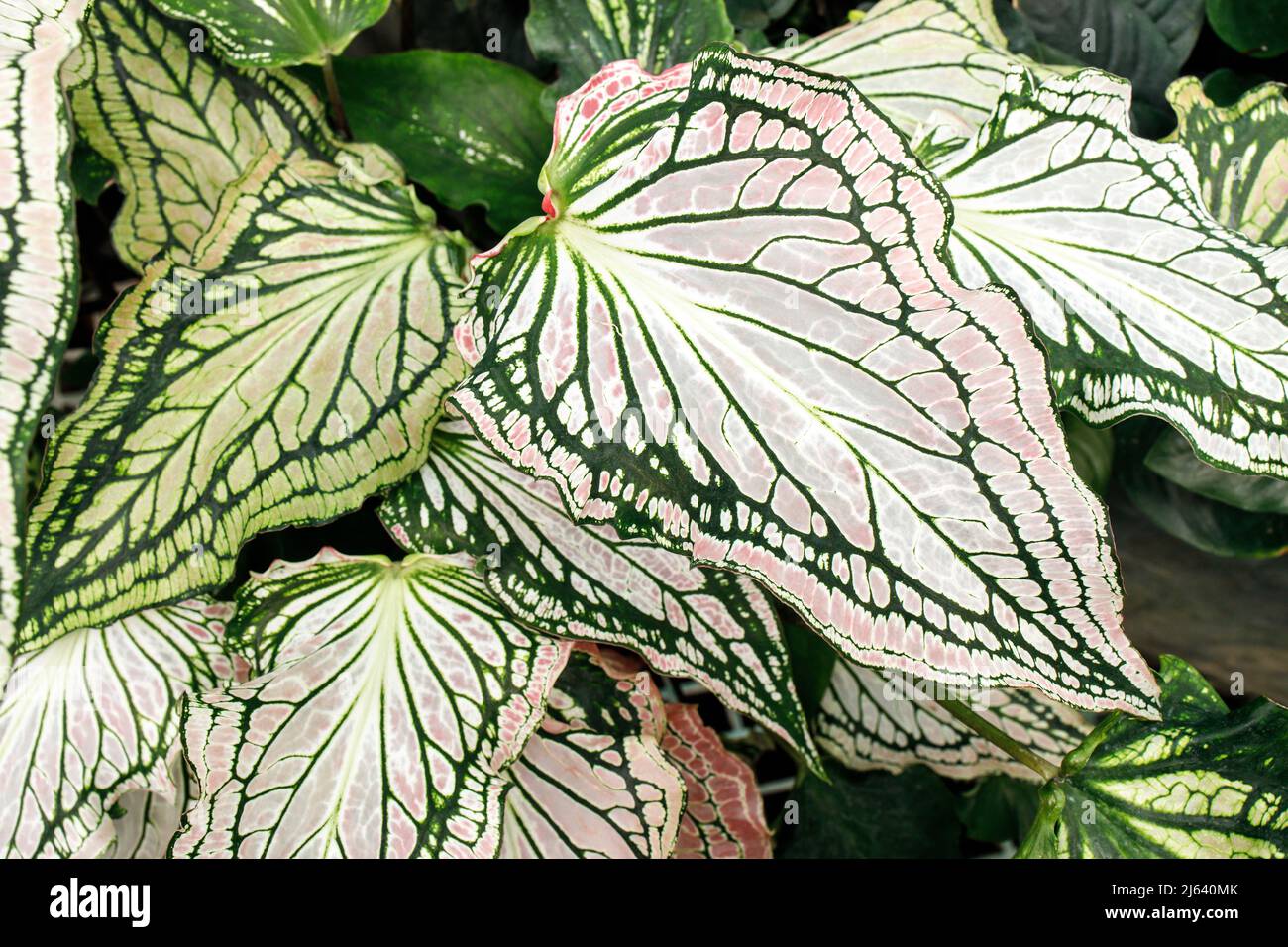 Caladium is a genus of flowering plants in the family Araceae. They are ...