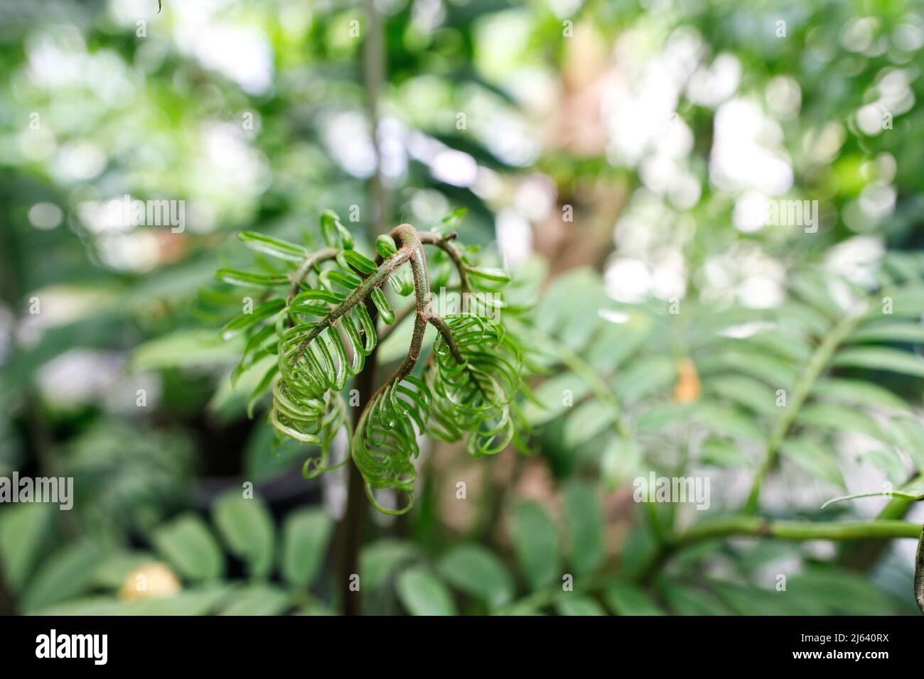Angiopteris is a genus of huge evergreen ferns from the family Marattiaceae, Stock Photo