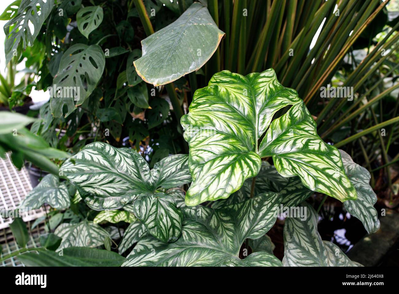 Angel wings plant hi-res stock photography and images - Alamy