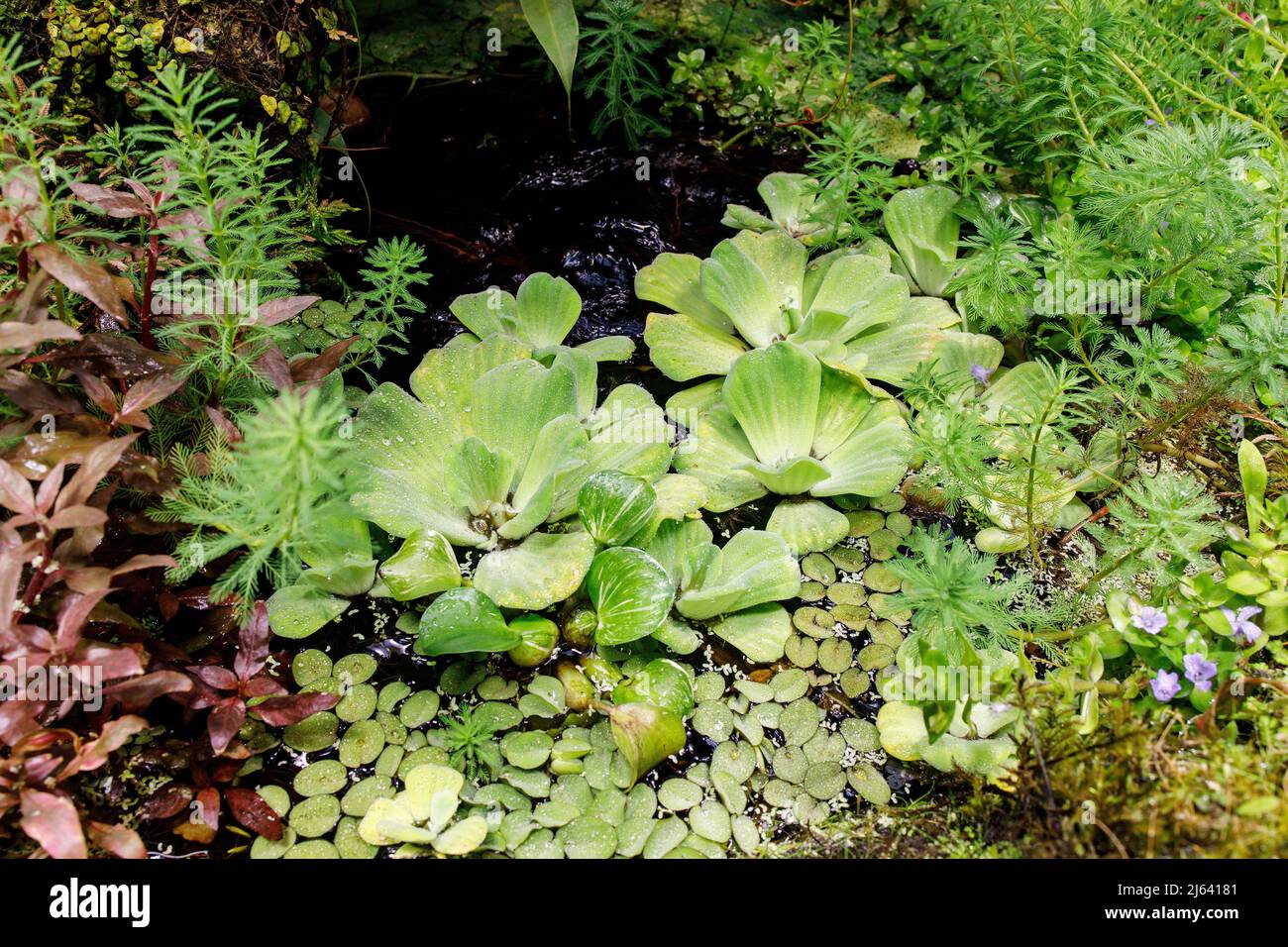 Various types of aquatic plants in a small pond in the greenhouse in the Apothecary Garden. Stock Photo